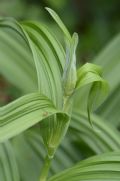 Veratrum album